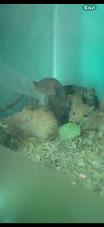 Cute tame gerbils