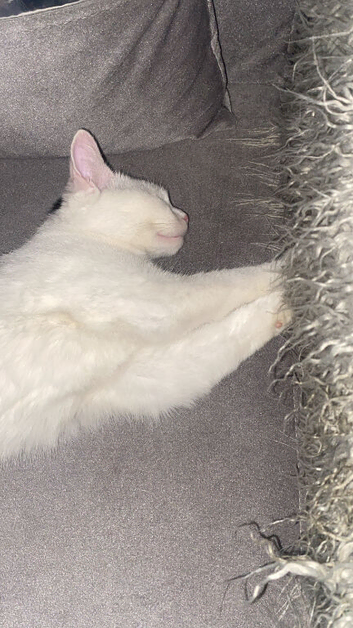 selling her kittens (NOT THE MOM) we dont know how much kittens yet!