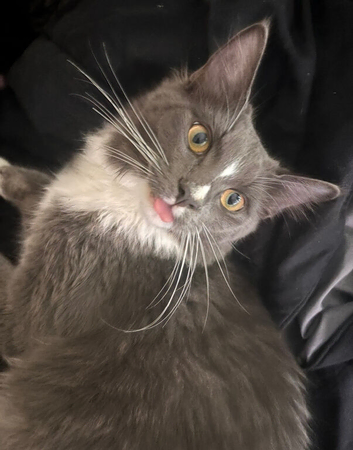 Male grey and white half ragdoll