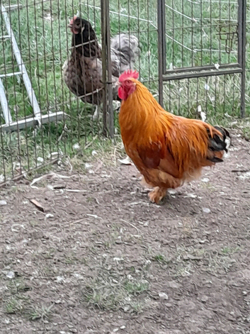 Orpington cross  cockerel