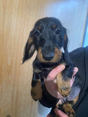 Miniature wire hair dachshunds