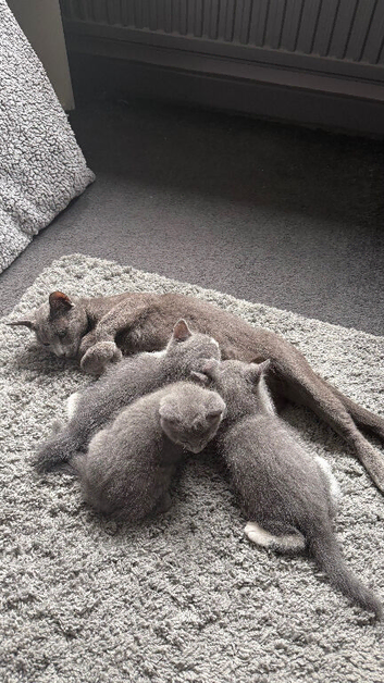 Lovely Russian Blue X BHS Girl