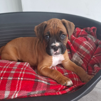 KC Registered Boxer puppy, Male.