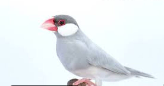 Silver blue/ opal java sparrows