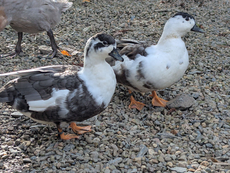 Call ducks pair