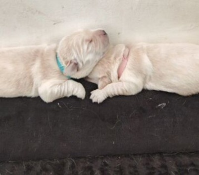 STUNNING GOLDEN RETRIEVER PUPS