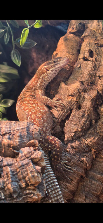 Red Ackie Monitor male