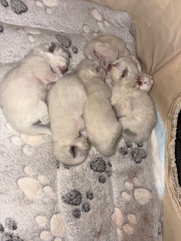 Ragdoll kittens