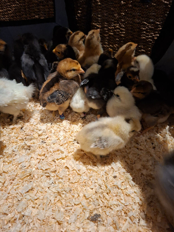 Chicks various breeds