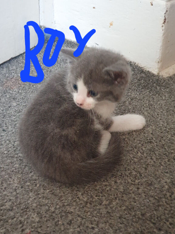 2 kittens for sale