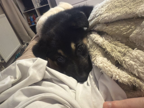 German shepherd cross shollie
