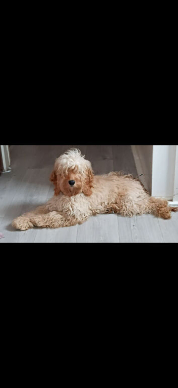 8 month old