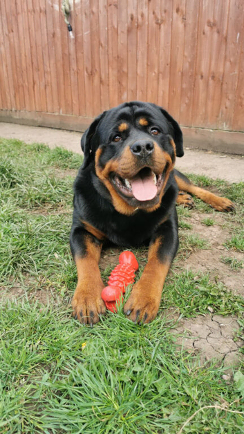 Male Rottweiler 1yr