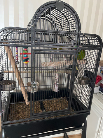 Kakariki's