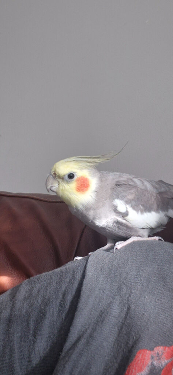 Cockateil