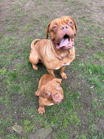 Dogue De Bordeaux Male