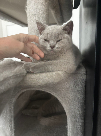 GCCF Lilac Male British Short Hair Kitten
