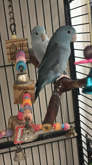 A Stunning Pair Of Blue Parrotlets. Ready To Breed