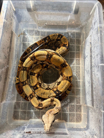 Female boa