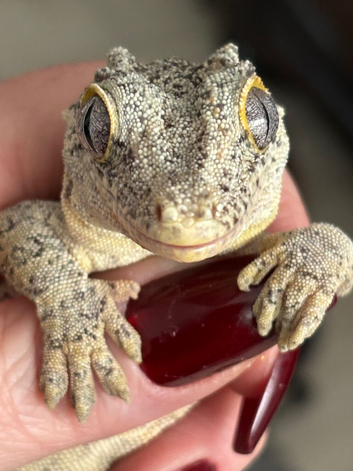 Yellow base reticulated gargoyle gecko