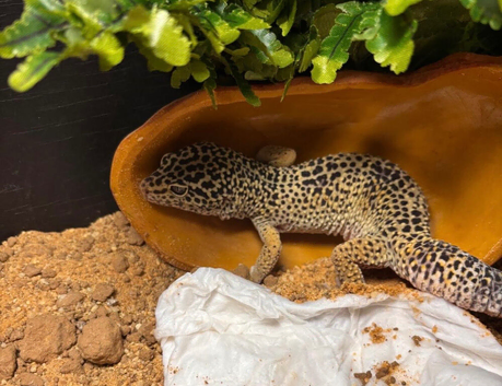 Leopard gecko