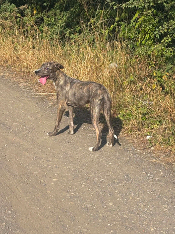 Wheaton bull pup