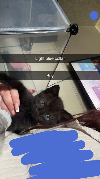 Kittens for sale