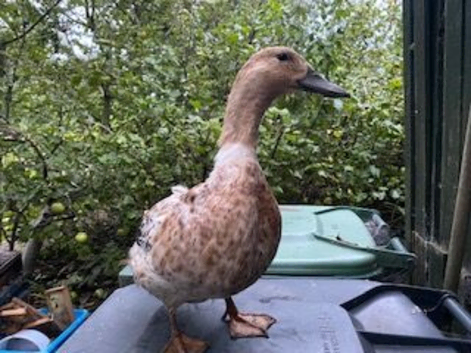 Harlequin ducks for sale