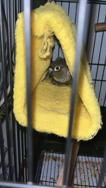 Coco