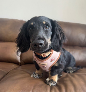 Long Haired Miniature Dachshund Puppy