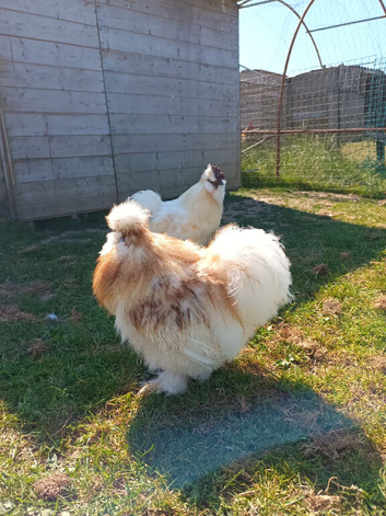 Young bearded Silkie roosters