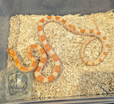 Young corn snake