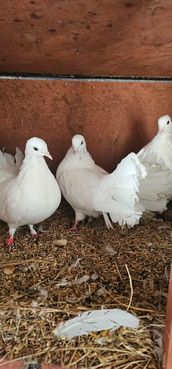 White Dove fluffy tail
