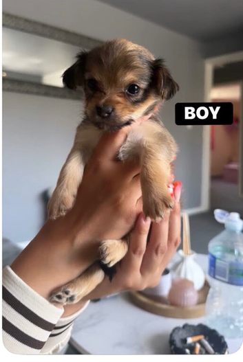 Adorable chihuahua