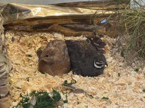 2 Button Quails with a Large Cage