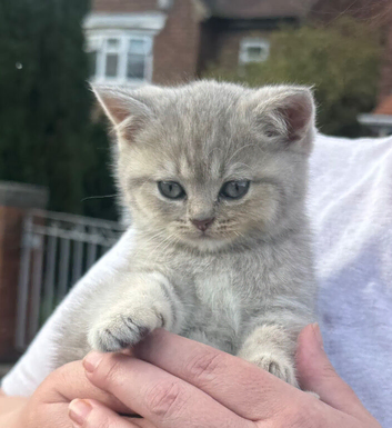 Ready Nov 9th Beautiful GCCF Registered British Shorthair Kittens