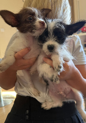 Shih Tzu x chihuahua puppies