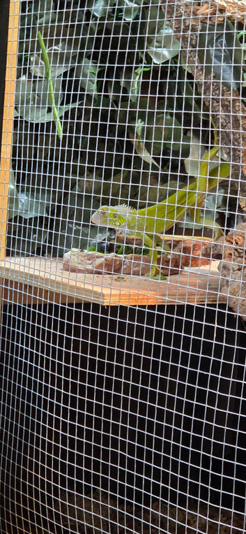Green iguana + setup
