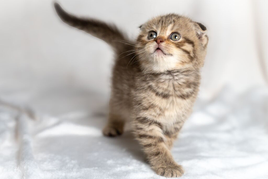READY NOW! Scottish fold kittens