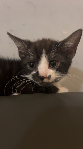 Beautiful British Shorthair Mum & Her Kittens &mdash; Ready for Forever Homes!