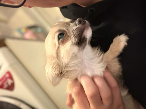 Pure chihuahua puppy