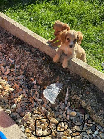 Cocker spaniel puppies