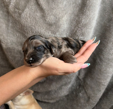 Merle Cockapoo puppies for sale