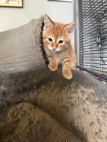 Beautiful ginger boy