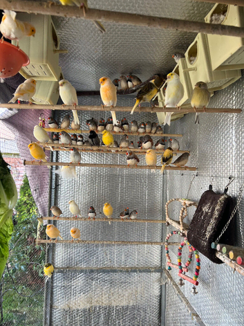Zebra Finches for sale &pound;10 each