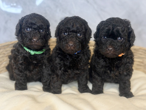 3 Toy Poodle Puppies