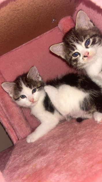 7 weeks old kittens