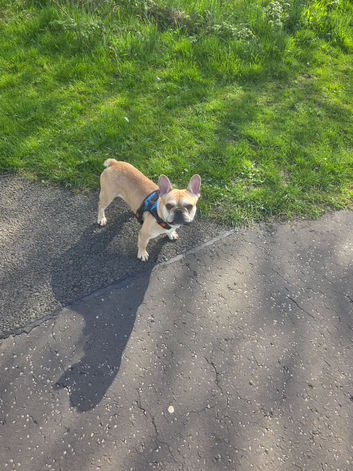 Frenchie/pug