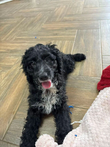 1 handsome chap still looking for a family