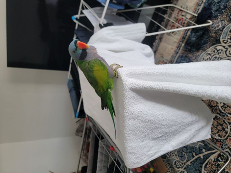 Derbyan parrot